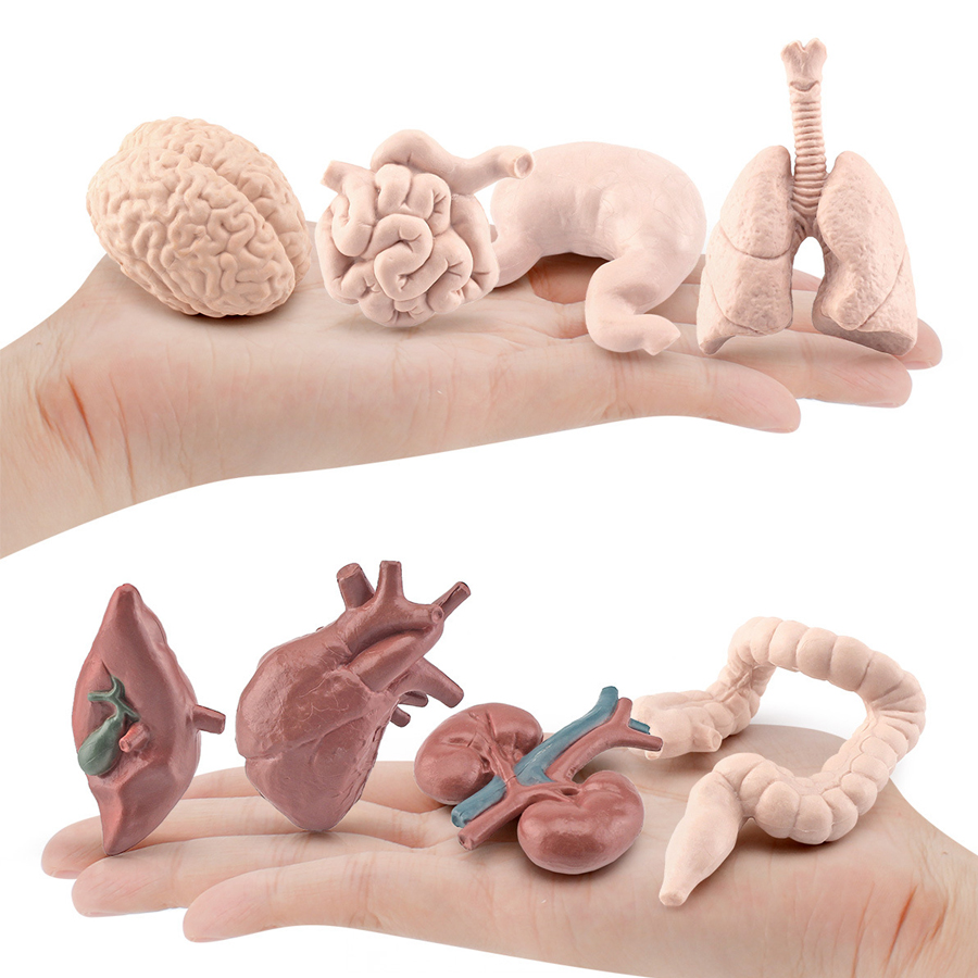 Realistic Human Organs Ancient - Kids Toys Egypt recension och pris
