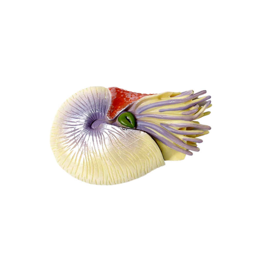 Marine Toy Animals Nautilus Fi - Kids Toys Reviews recension och pris